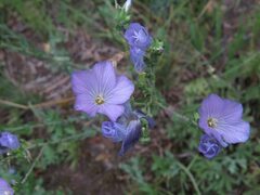 Linum hirsutum