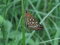 Heteropterus morpheus