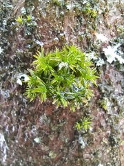 Orthotrichaceae