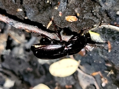 Megadromus antarcticus