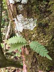 Pleopeltis polypodioides