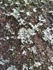 Physcia tenella