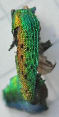 Lamprodila rutilans