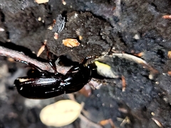 Megadromus antarcticus