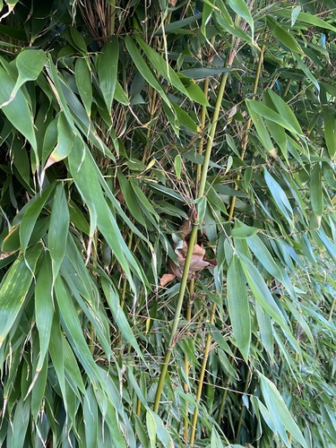 Semiarundinaria fastuosa iNat (3)