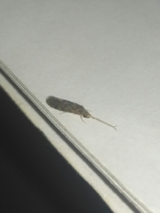 Annulipalpia