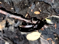 Megadromus antarcticus