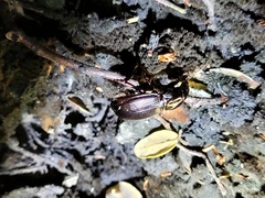 Megadromus antarcticus