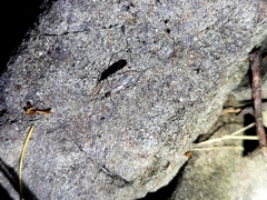 Limoniidae