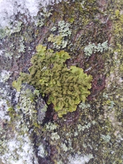 Melanohalea exasperatula