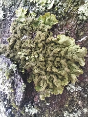 Melanohalea exasperatula