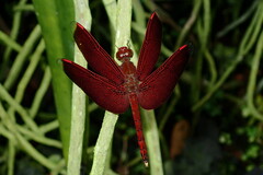Neurothemis