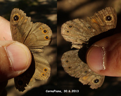 Lasiommata petropolitana