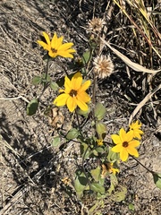 Helianthus gracilentus