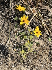 Helianthus gracilentus