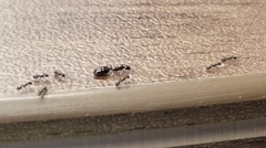 Monomorium ergatogyna