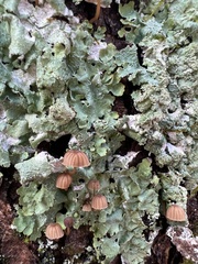 Mycena corticola