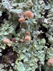 Mycena corticola