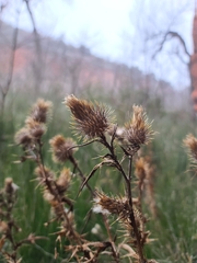 Cirsium vulgare
