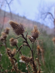 Cirsium vulgare