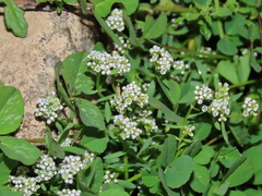 Corrigiola litoralis