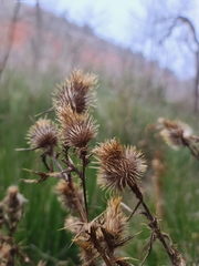 Cirsium vulgare