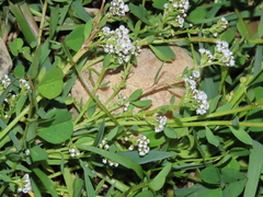 Corrigiola litoralis