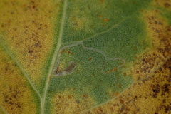 Stigmella populetorum