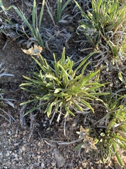 Stenotus armerioides