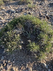 Stenotus armerioides