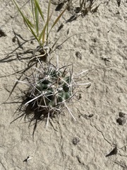 Sclerocactus cloverae
