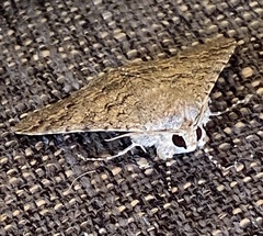 Polydesma umbricola