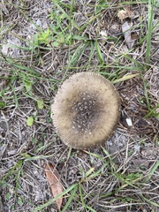 Amanita rhacopus