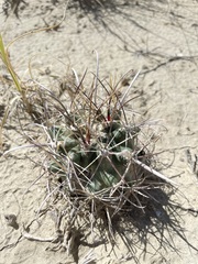 Sclerocactus cloverae