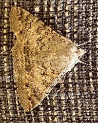 Polydesma umbricola