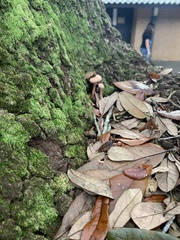 Bolbitius aleuriatus