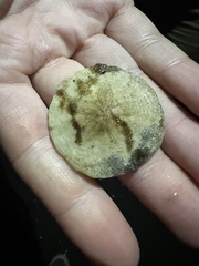 Echinarachnius parma