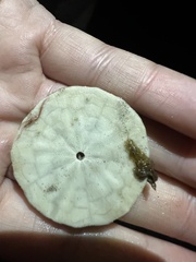 Echinarachnius parma