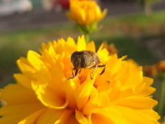 Eristalinus taeniops