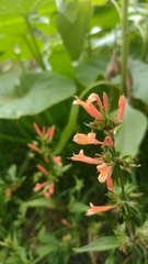 Dicliptera squarrosa