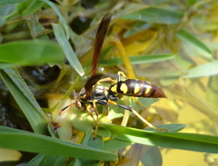 Polistes weyrauchorum