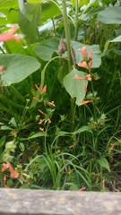 Dicliptera squarrosa