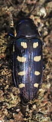 Buprestis octoguttata