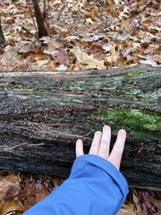 Xylobolus frustulatus