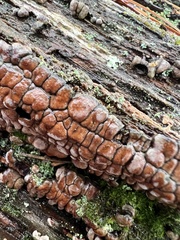 Xylobolus frustulatus