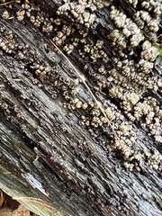 Xylobolus frustulatus