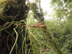 Tillandsia butzii