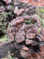 Xylobolus frustulatus