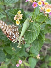 Stagmomantis resacae
