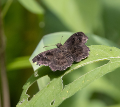 Staphylus hayhurstii